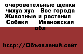 очаровательные щенки чихуа-хуа - Все города Животные и растения » Собаки   . Ивановская обл.